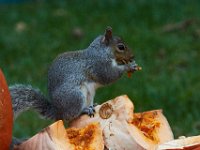 11-2015-Family-Squirrel-28933