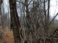 11-25-16-Patapsco Valley State Park-22922