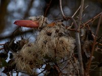 12-13-15-Piscataway-29242