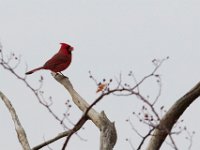 12-13-15-Piscataway-29356