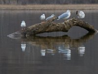 03-25-17-Piscataway-24309