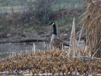 03-25-17-Piscataway-24322 1