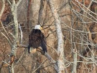 03-25-17-Piscataway-24420
