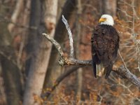 03-25-17-Piscataway-24427