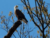 04-09-17-Mattawoman-24919