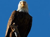 04-09-17-Mattawoman-24974