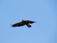 04-30-17-Nanjemoy-25609