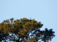 05-07-17-Tuckahoe-25759