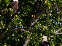 05-07-17-Tuckahoe-25847