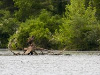 05-20-17-Piney Run-26223