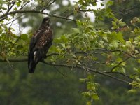 05-20-17-Piney Run-26232