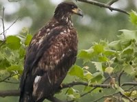 05-20-17-Piney Run-26243