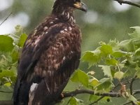 05-20-17-Piney Run-26246