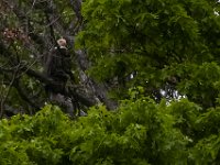 05-20-17-Piney Run-26309