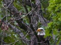 05-20-17-Piney Run-26318