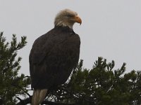 05-29-17-Nanjemoy-26519