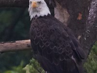 05-29-17-Nanjemoy-26598
