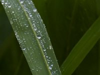05-29-17-Nanjemoy-26790