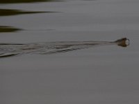 05-29-17-Nanjemoy-26799