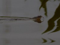 05-29-17-Nanjemoy-26803