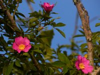 06-04-17-Piscataway-27235