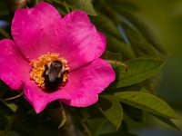 06-04-17-Piscataway-27244