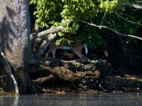 06-04-17-Piscataway-27455
