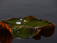 06-10-17-Mattawoman-27712