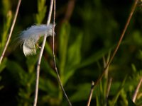 06-10-17-Mattawoman-27772
