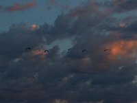 06-25-17-Piscataway-29312