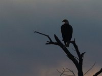 06-25-17-Piscataway-29430