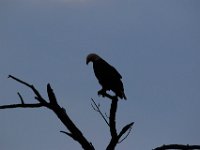 06-25-17-Piscataway-29447