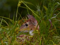 06-25-17-Piscataway-29464