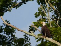 06-25-17-Piscataway-29509