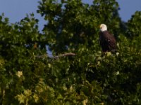 06-25-17-Piscataway-29559