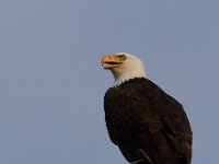 06-25-17-Piscataway-29641