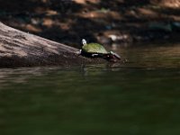 06-30-17-Rocky Gorge with T-29891