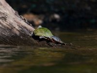 06-30-17-Rocky Gorge with T-29905