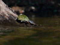 06-30-17-Rocky Gorge with T-29906