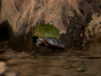 06-30-17-Rocky Gorge with T-29913