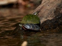 06-30-17-Rocky Gorge with T-29917