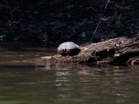 06-30-17-Rocky Gorge with T-29941