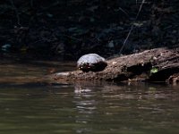 06-30-17-Rocky Gorge with T-29942