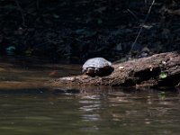06-30-17-Rocky Gorge with T-29945