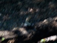 06-30-17-Rocky Gorge with T-29948