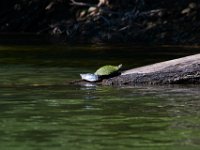 06-30-17-Rocky Gorge with T-29951