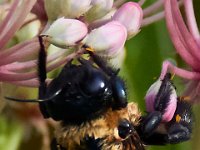07-15-17-Nanjemoy-East-21321