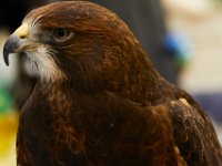 07-16-17-Raptors at Homestead