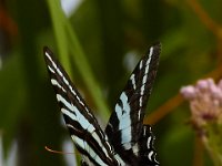 07-21-17-Selbys-Mattaponi-21615