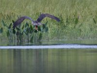08-13-17-Nanjemoy-22692
